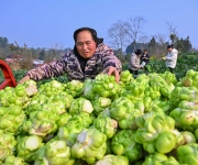 订单蔬菜收获忙