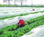 抓好春耕春管 夯实丰收基础