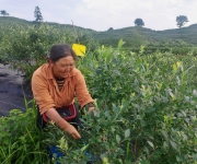 丹寨蓝莓挂满枝 家门口务工稳增收