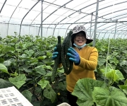 河南舞钢：大棚黄瓜喜丰收