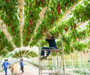 山东寿光：精心准备迎接菜博会