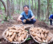 重庆黔江：林下中药材赋能乡村振兴