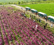 新疆伊犁：“鲜花经济” 助农增收