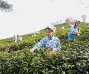 河南信阳：茶山之上采茶忙