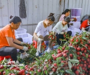 特色荔枝产业富民强县