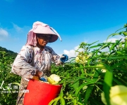 贵州从江：黄蜀葵丰收