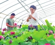 孟州夫妻档种荷莲带富乡邻