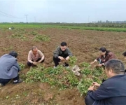 唐河县林业局：秋雨急 农时紧 抢收帮扶到地头