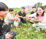 返乡创业种甜瓜 甜蜜产业富乡邻