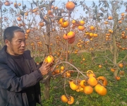 周耀伟：一颗甜柿映初心