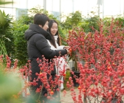 冬闲人不闲  温棚致富忙