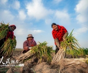 河南宁陵：大葱喜丰收