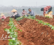 湖南道县：栽种红薯苗