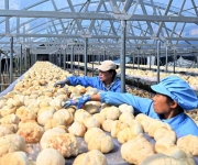 黑龙江海林：发展猴头菇产业 助力乡村振兴