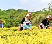 贵州黄平：茶旅融合赋能乡村振兴