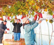 清丰特色红薯 受消费者青睐