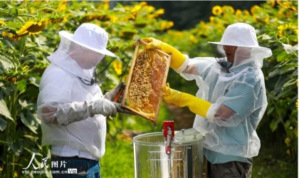 贵州黔西：种花养蜂助农增收