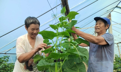 发展瓜蔬基地 保障百姓“菜篮子”