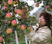 四川茂县：苹果产业助力乡村振兴