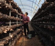 湖北枣阳：香菇产业富乡村