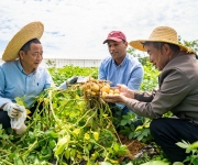 浙江金华：我在金华种土豆