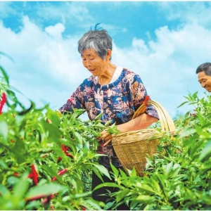 辣椒产业富百姓