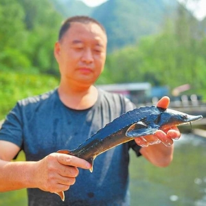 生态冷水鱼养出致富“热经济”