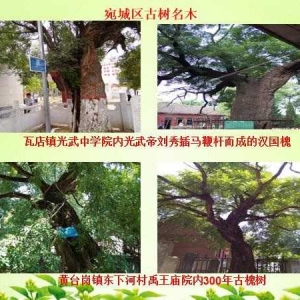 南阳市宛城区林业局：圆满完成古树名木补充调查工作