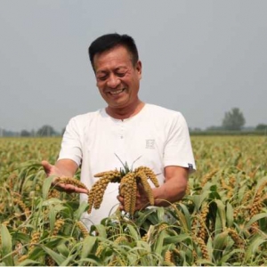 颍桥回族镇：金谷飘香庆丰收
