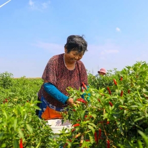 河南清丰：辣椒映红增收路