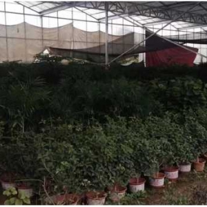 镇平贾宋镇：花卉苗木产业兴旺 好风景带来好前景
