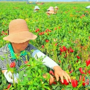 河南叶县：2.4万亩辣椒喜获丰收 奏响乡村振兴“椒”响曲