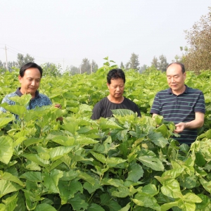 图说襄城丨汾陈镇：桑叶茶飘香增收路