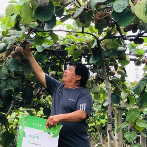 宝丰县石桥镇：老农当主播线上忙农活