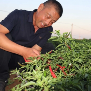 郏县种粮大户王利峰：种粮圆了致富梦