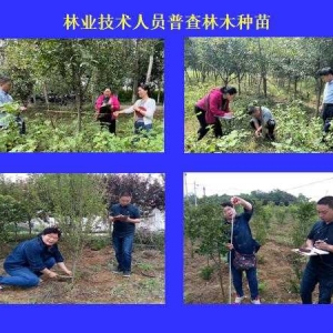 南阳市宛城区林业局圆满完成种苗普查工作