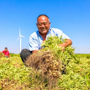 河南清丰：花生喜丰收 农民乐增收