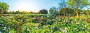 让“国花牡丹”开得更盛更艳