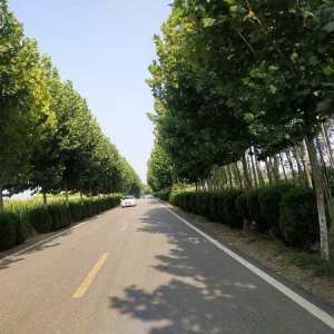 人在车中坐  车在花中行——方城县博望镇绿美交通绘新景