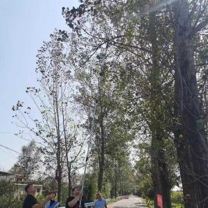 南阳市宛城区林业局组织开展杨树食叶害虫调查防治工作