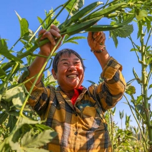 河南清丰：秋葵丰收农民乐