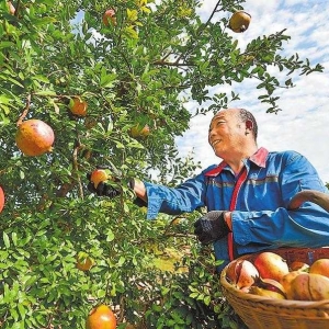 石榴喜获丰收