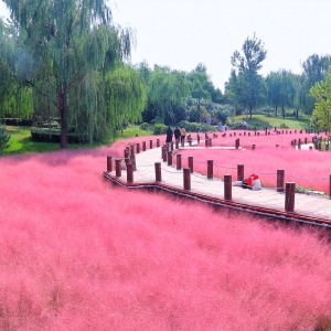 畅游“花海”