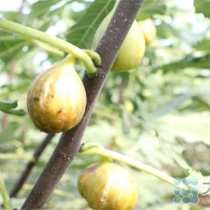 郏县：无花果迎来丰收季 铺就“甜蜜”致富路