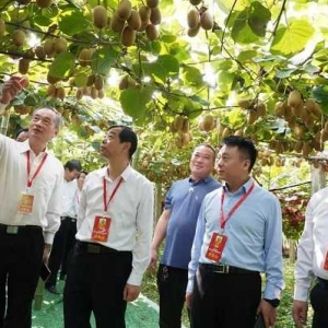 南阳市西峡县：又是一年好“丰”景  猕猴桃喜迎丰收节