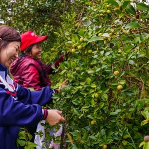 光山县：深山老茶树 结出“幸福果”