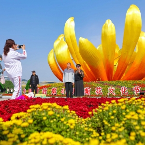 菊花飘香引客来