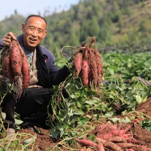 河南卢氏：红薯丰收 铺就“甜蜜”致富路