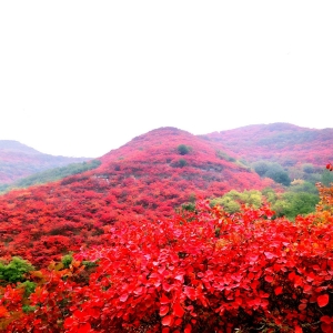 禹州市鸠山镇：“红叶经济”助力乡村振兴