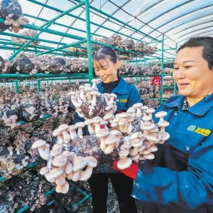 香菇丰收采摘忙
